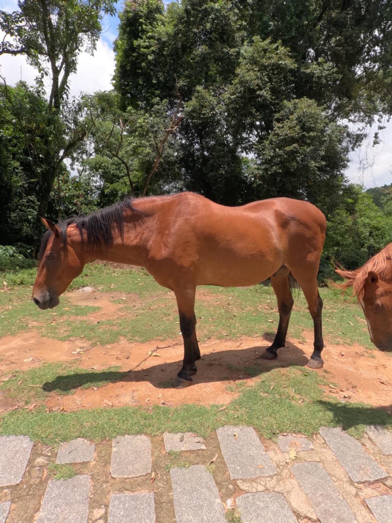 Aldeia Parque Pousada Rural São Roque Exterior foto